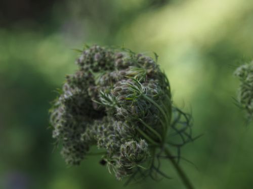 flower wind nature