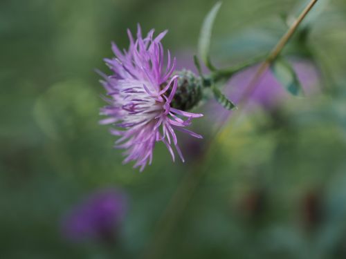 flower purple violet