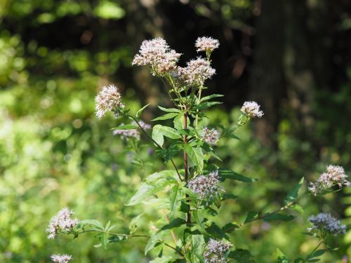 flower forest romance