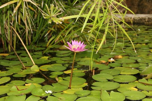 flower nature green