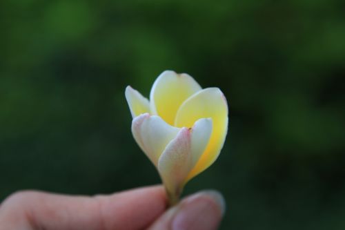 flower plumeria plant