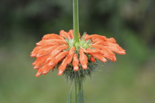 flower pompom flower orange