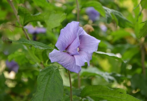 flower button hibiscus violet