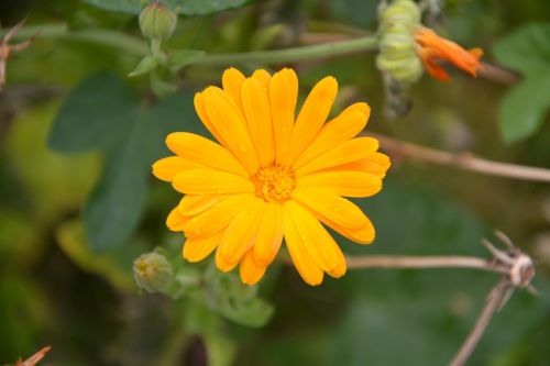 flower marguerite orange nature