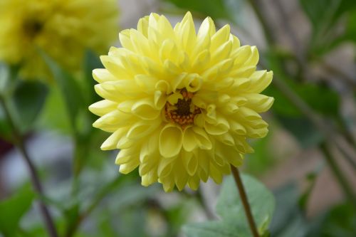 flower yellow plant