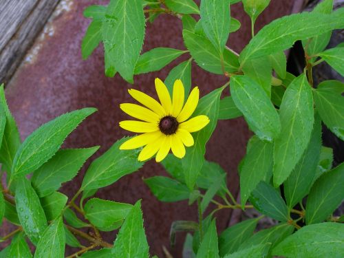 flower blossom nature