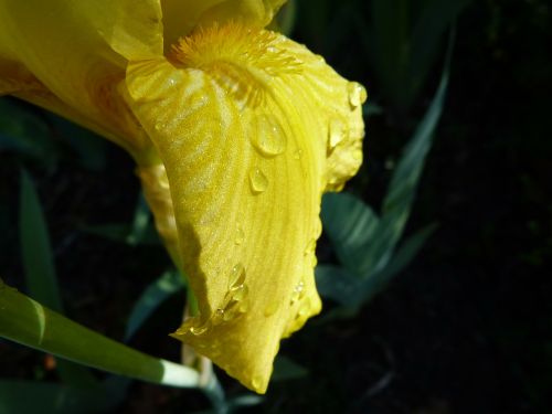 flower macro yellow iris