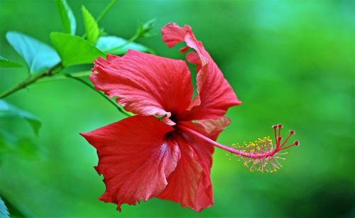 flower tropical tropical flowers