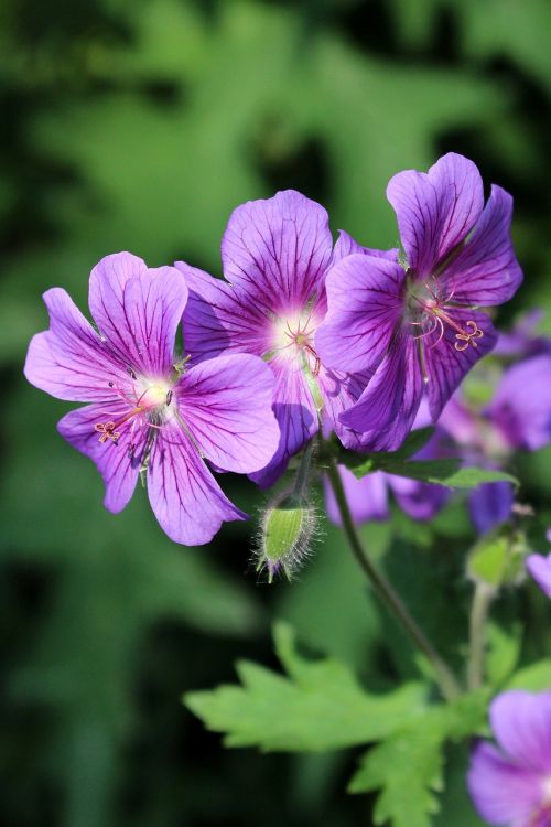 flower purple light and shadow