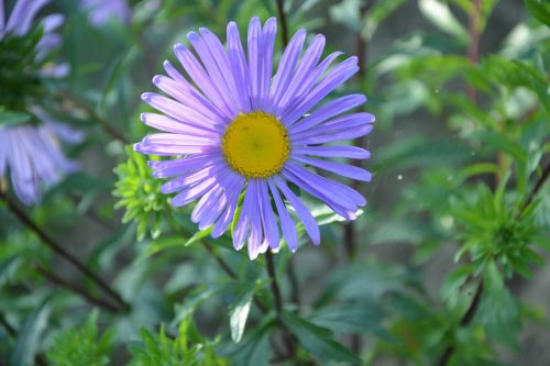 flower garden marguerite purple