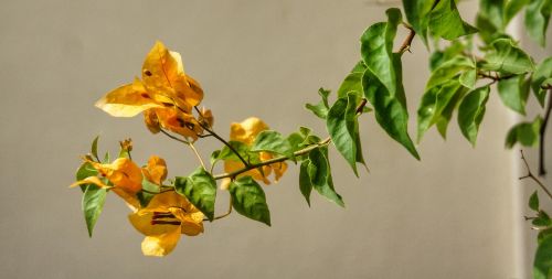 flower blossom plant