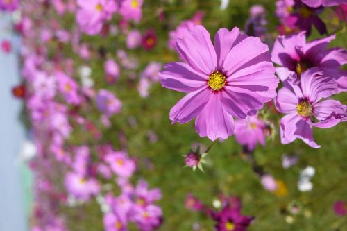 flower sea of flowers little daisy