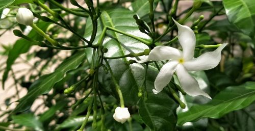 flower white tropical