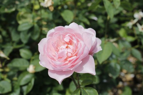 flower rose park
