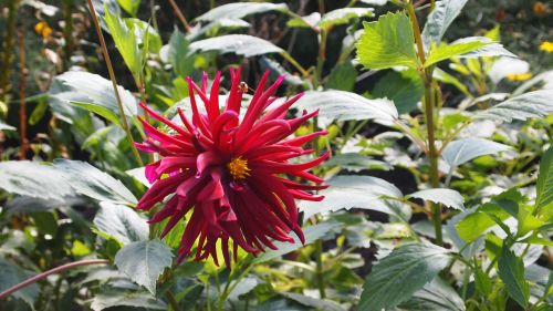 flower red blossom