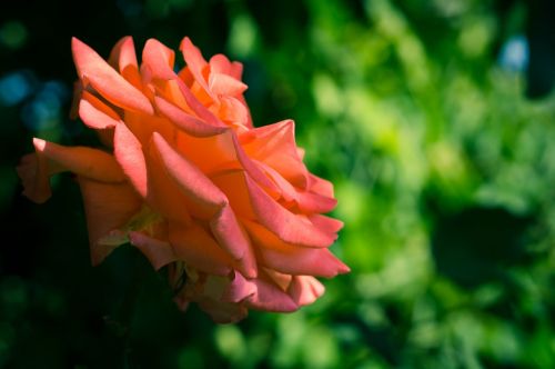 flower rose nature