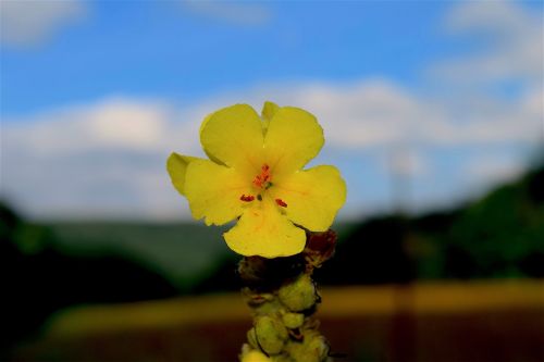 flower yellow bloom