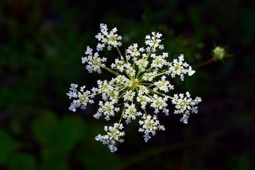 flower white white flower