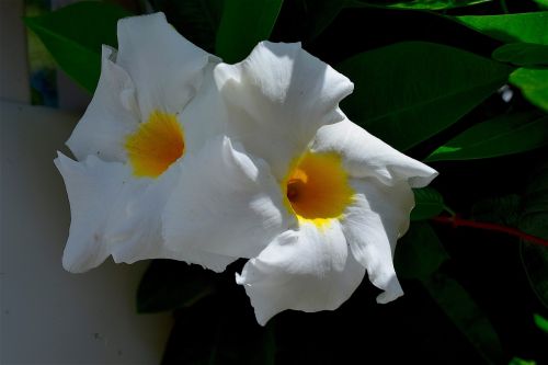 flower white petals