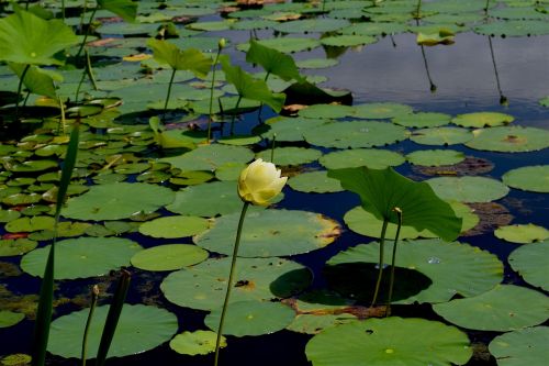 flower yellow petals