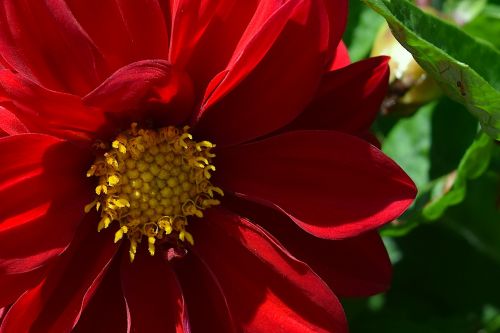 flower red petals