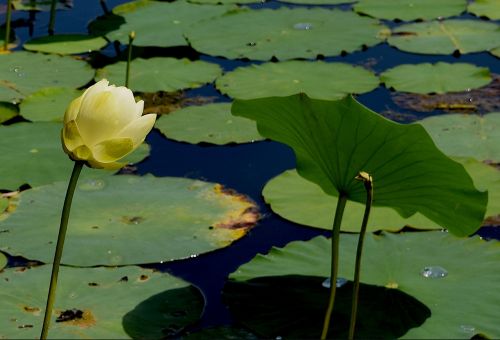 flower yellow petals