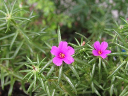 flower purple macro