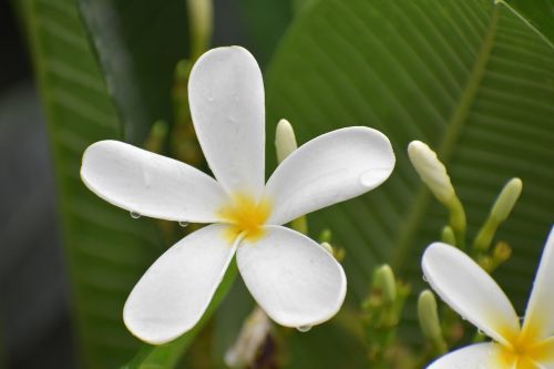 flower blossom white