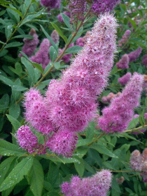 flower pink flower nature