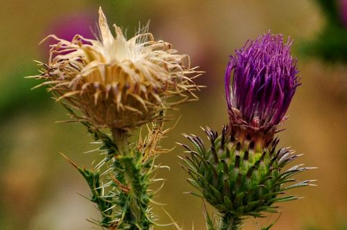 flower summer meadow