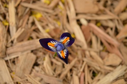 flower exotic blue