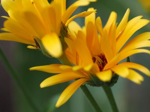 flower yellow yellow flower