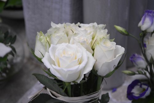 flower white roses nature