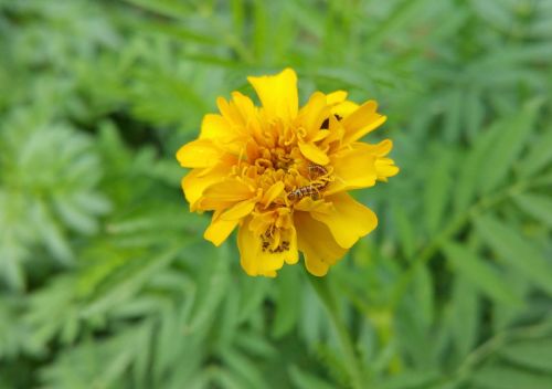 flower worm insect