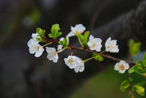 flower cherry blossoms spring