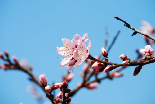 flower cherry blossoms spring