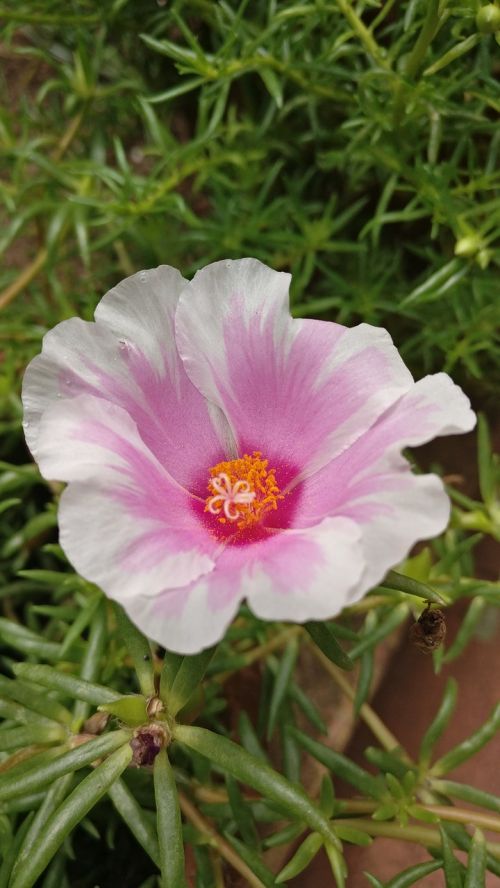 flower white pink
