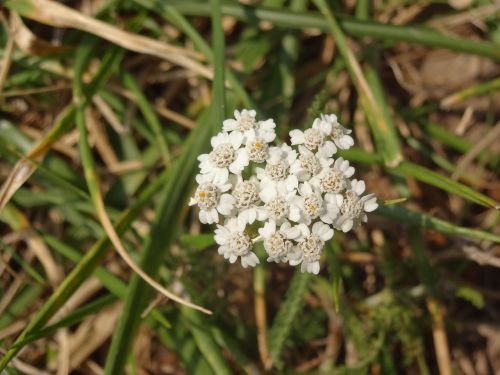 flower white nature