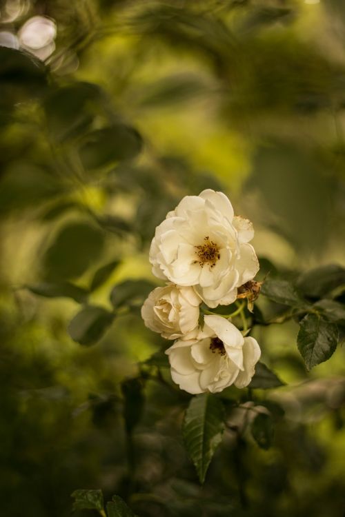 flower rose nature