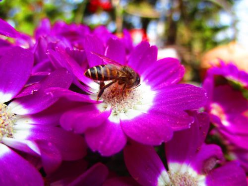 flower flower and bee red flower