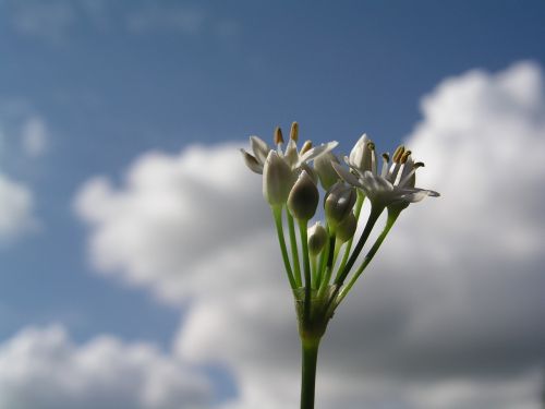 flower sky alum