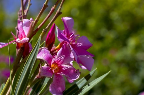 flower nature plant