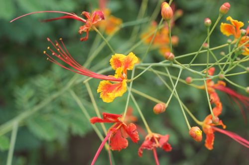 flower fire tree summer