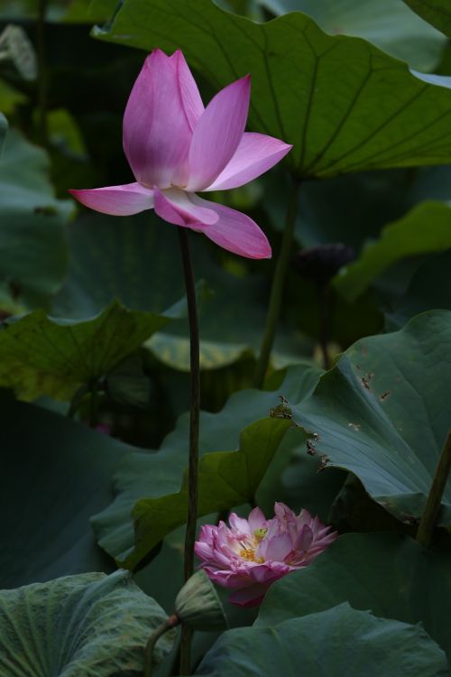 flower lotus taiwan