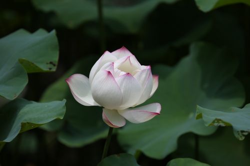 flower lotus taiwan