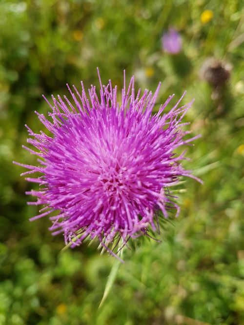 flower summer summer plant