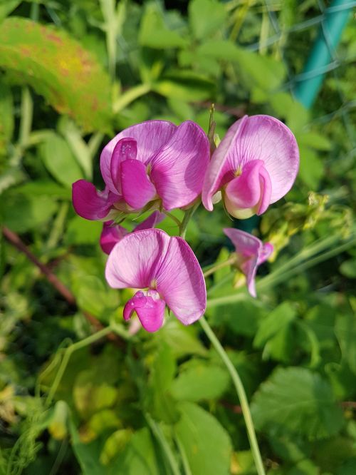 flower summer summer plant