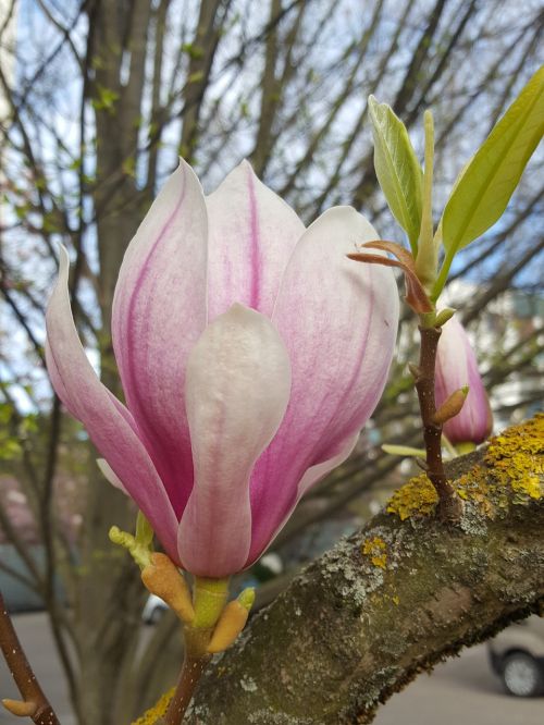 flower magnolia spring