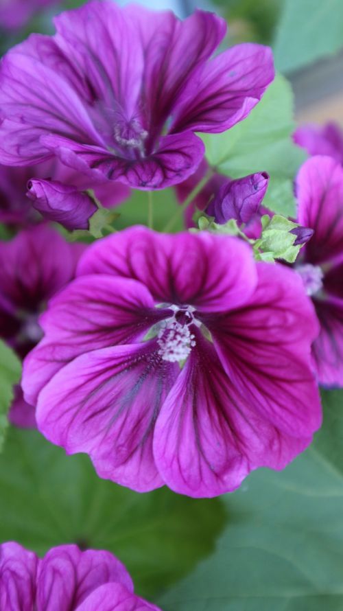 flower purple pink