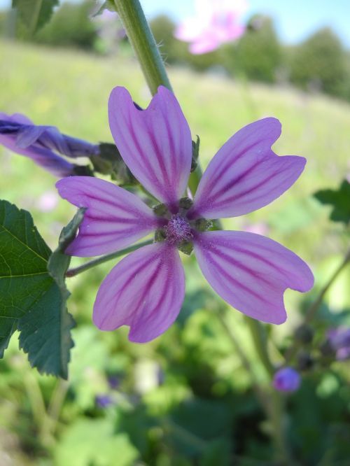 flower purple petals macro